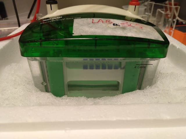 Western Blot on ice